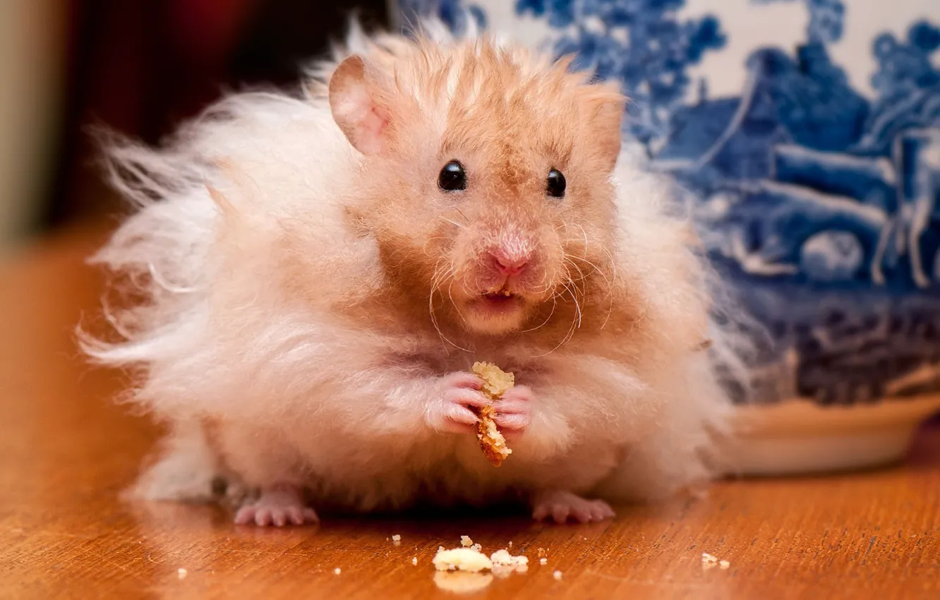 Photo wallpaper hamster, rodent, crumbs