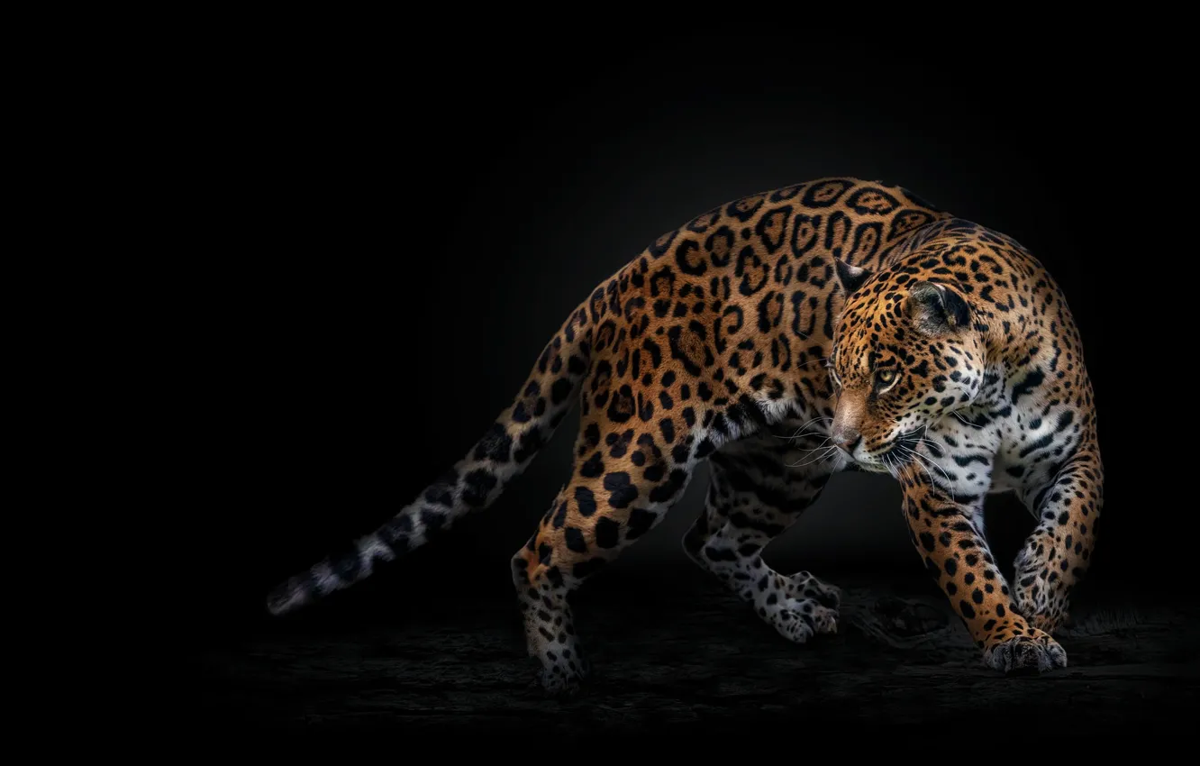 Photo wallpaper Jaguar, log, black background