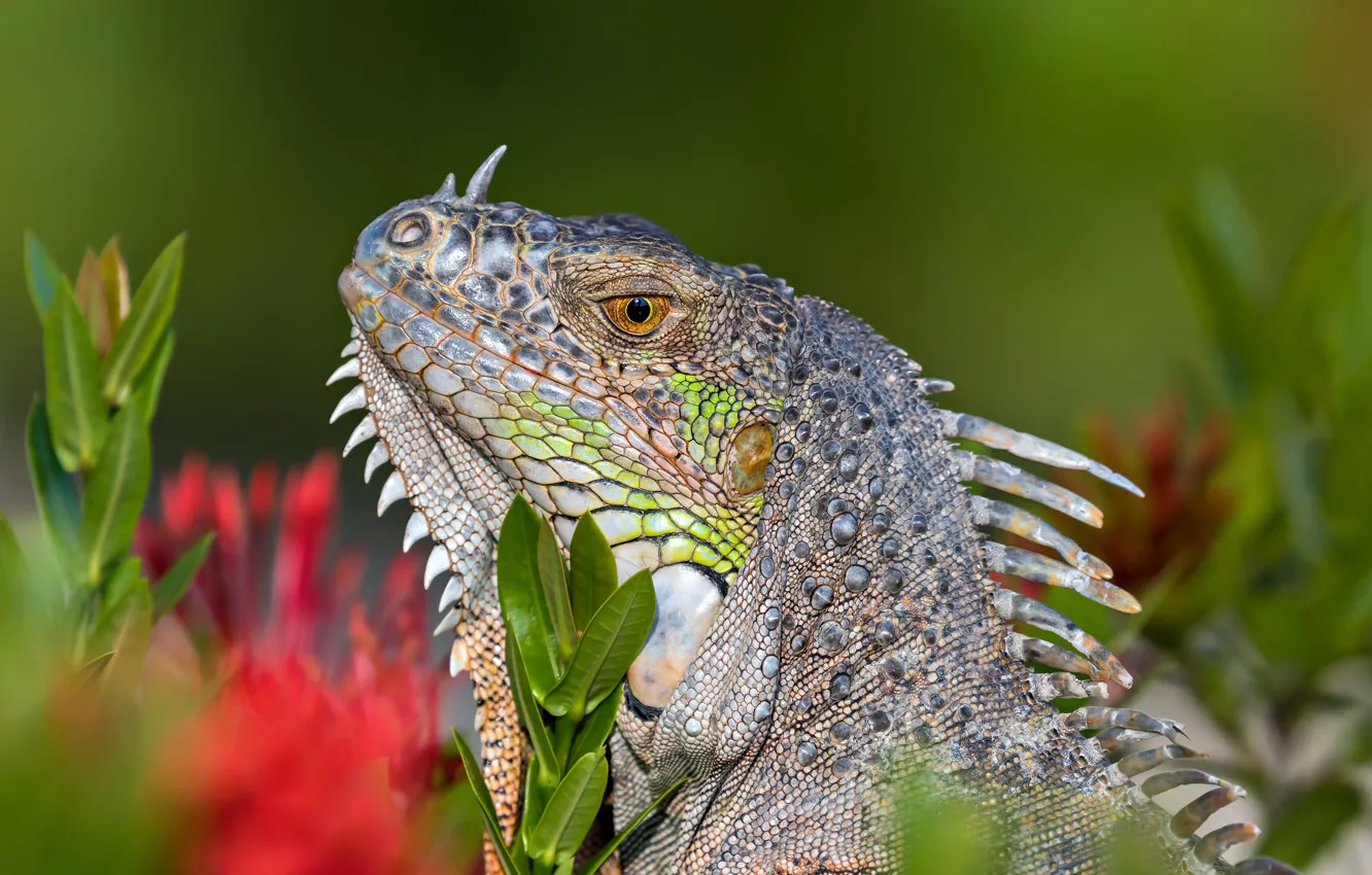 Photo wallpaper leaves, head, lizard, iguana, bokeh