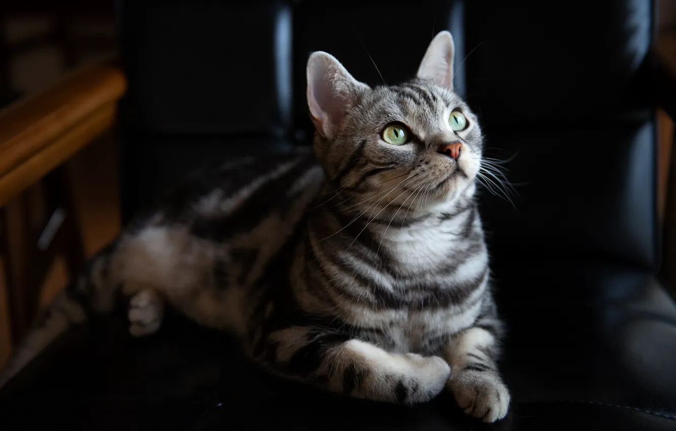 Photo wallpaper cat, cat, look, face, light, the dark background, grey, chair