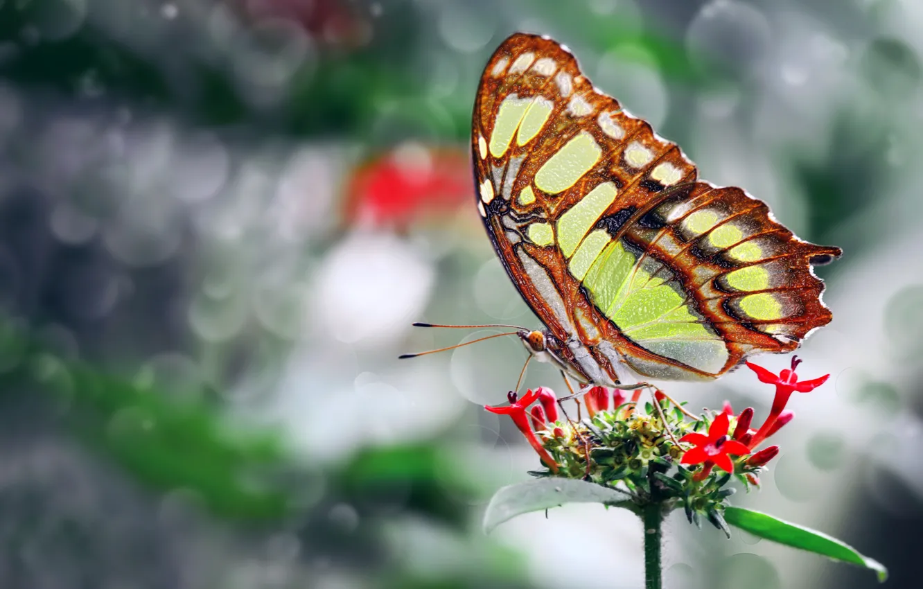 Photo wallpaper flower, photo, butterfly, wings, beautiful, Mustafa Ozturk