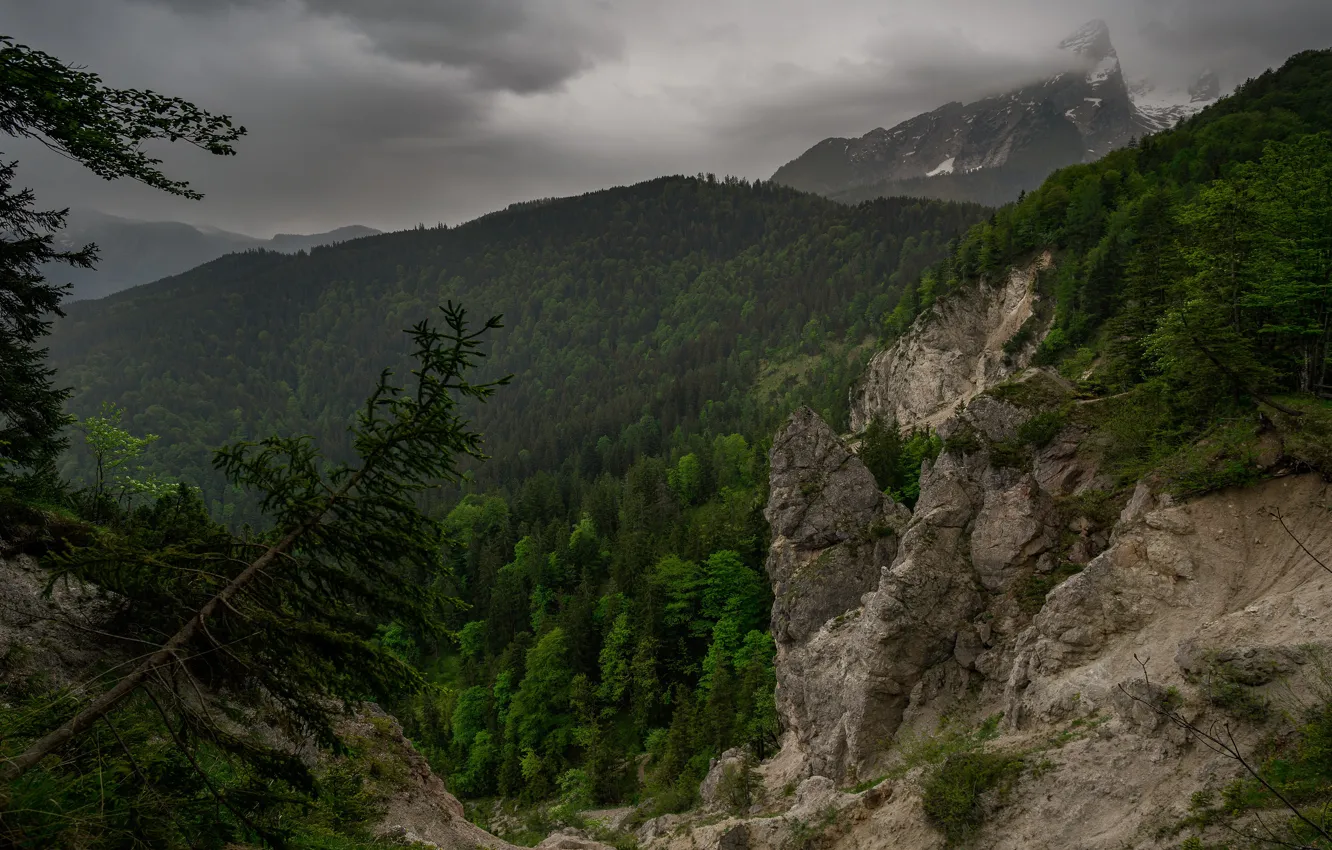 Photo wallpaper forest, trees, mountains, clouds, fog, stones, rocks, spruce