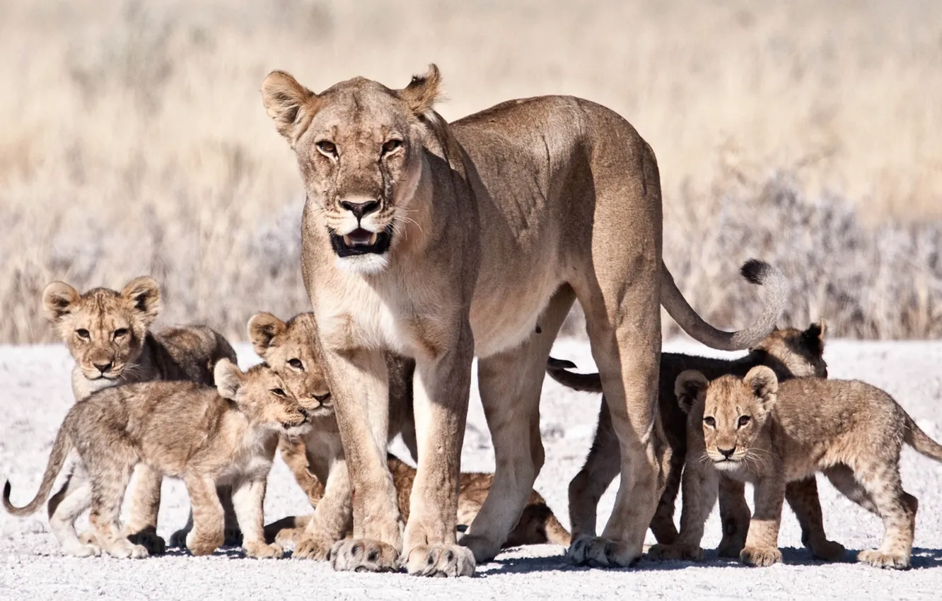 Photo wallpaper animals, wildlife, Lions, big cats, cubs