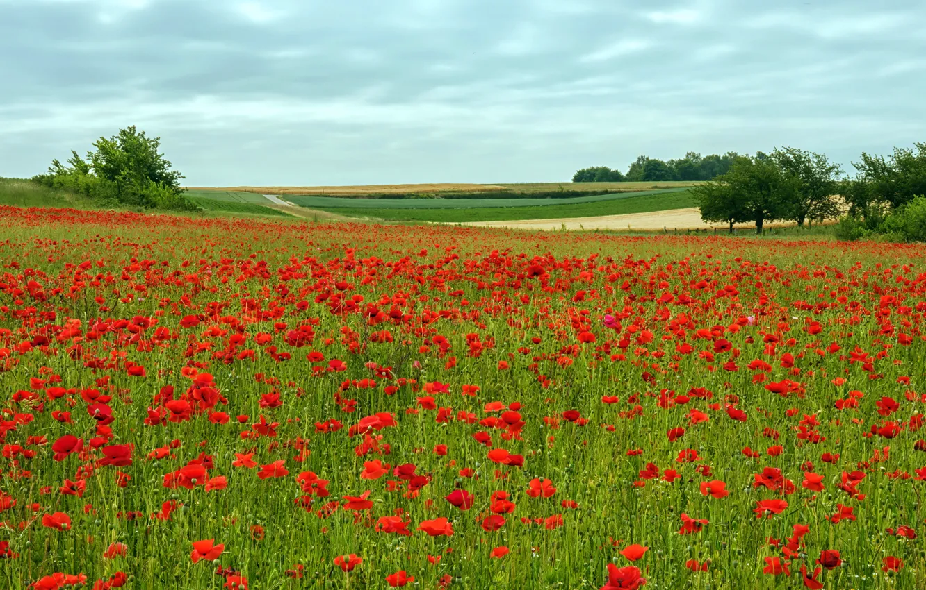 Photo wallpaper summer, flowers, Maki, poppy field