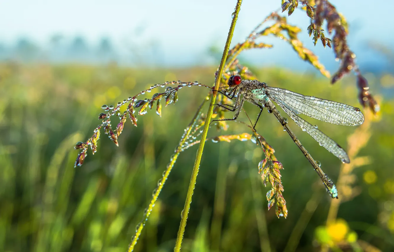 Photo wallpaper macro, dragonfly, insect