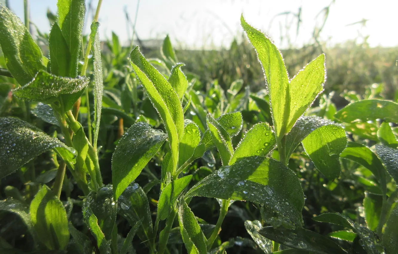 Photo wallpaper grass, macro, Rosa, morning, Mamala ©, Summer 2018, Spores