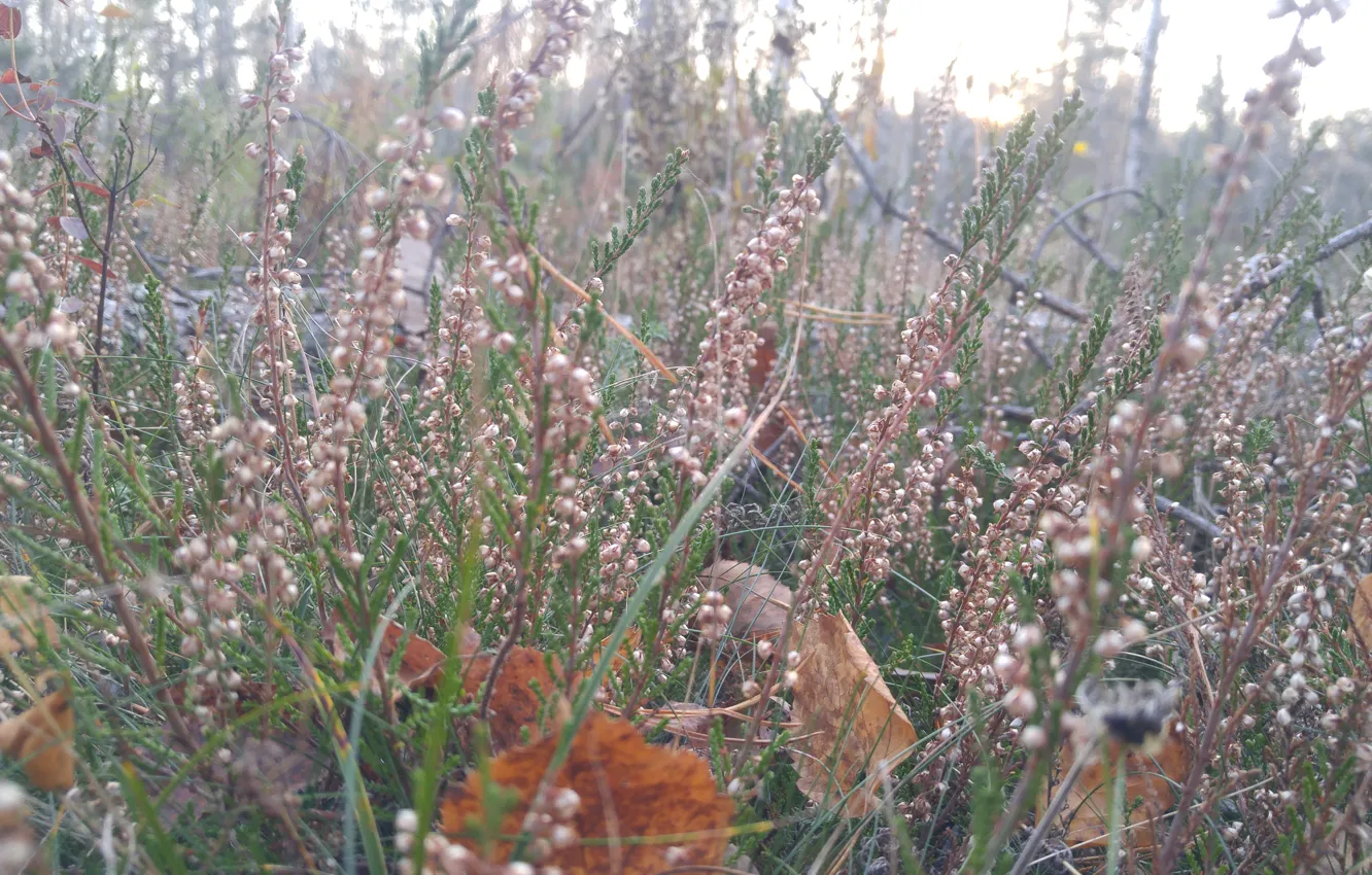 Photo wallpaper autumn, leaves, sunset, glade, the evening, October, cool, Belarus