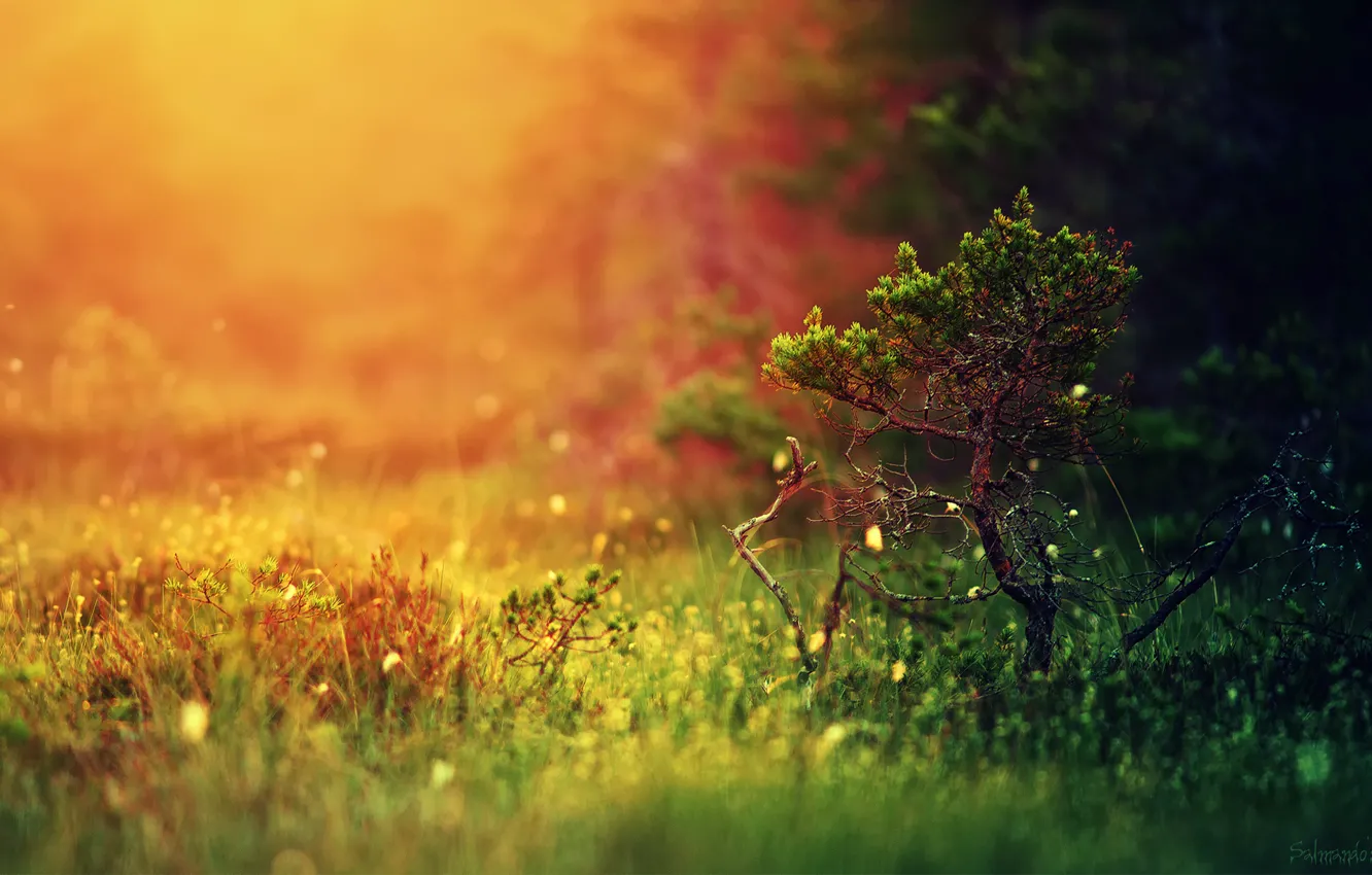 Photo wallpaper forest, grass, light, trees, nature