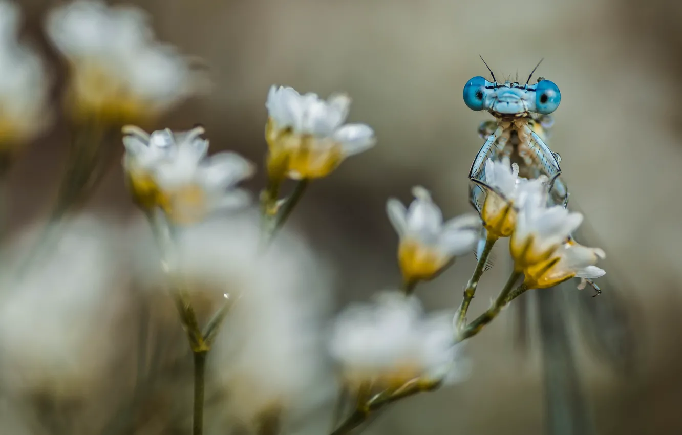 Photo wallpaper macro, flowers, nature, dragonfly, insect