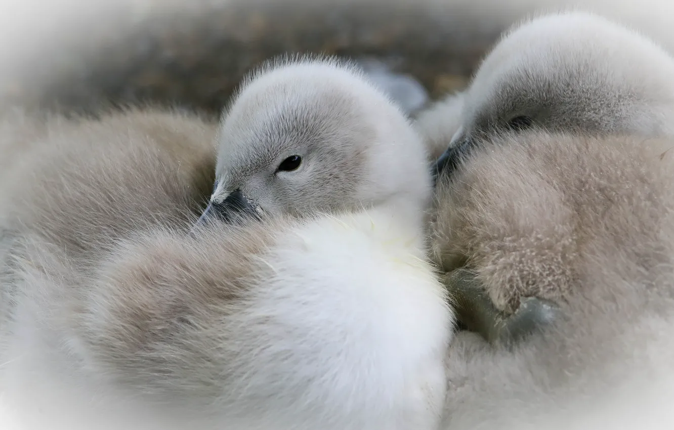 Photo wallpaper swans, Chicks, tail