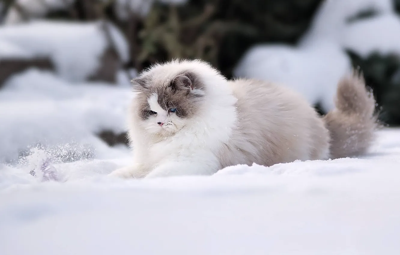 Photo wallpaper winter, cat, snow, fluffy, Ragdoll
