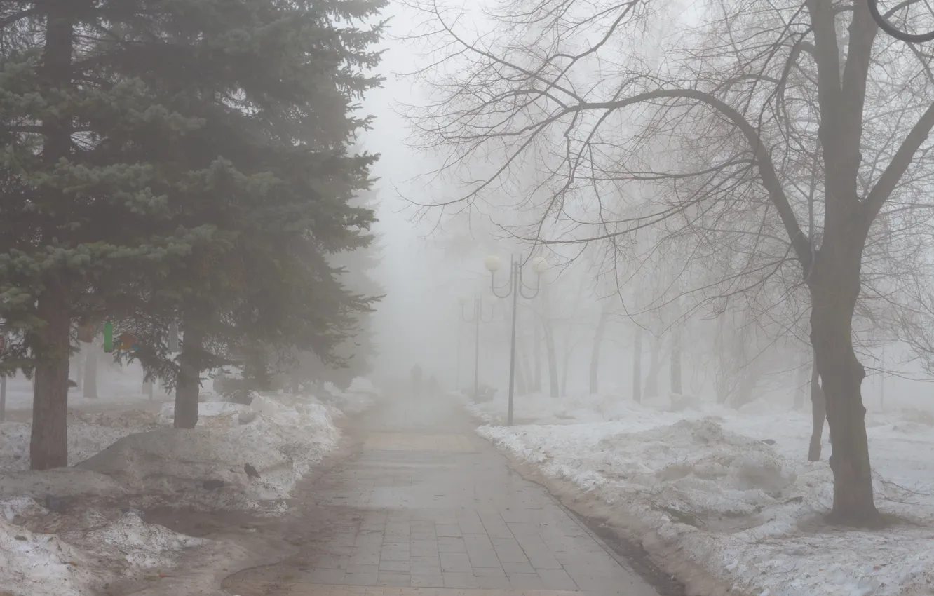 Photo wallpaper snow, trees, birds, spring, pigeons, Russia, silhouettes, path
