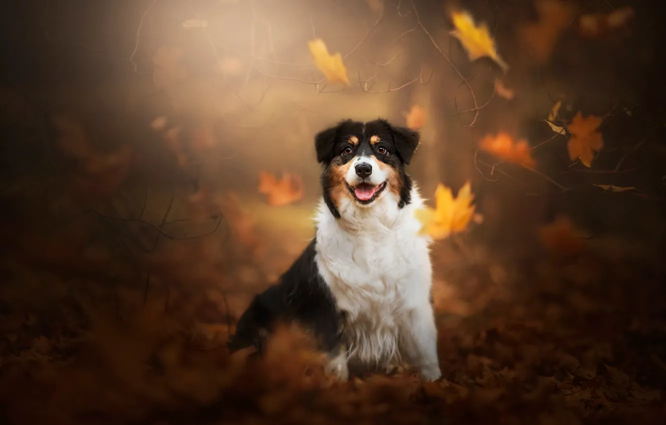 Photo wallpaper pose, look, dog, Park, nature, face, falling leaves, autumn