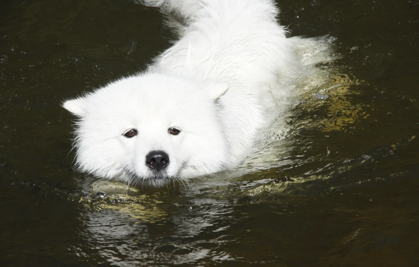 Photo wallpaper dogs, look, river, background, Wallpaper, dog, floats, Samoyed