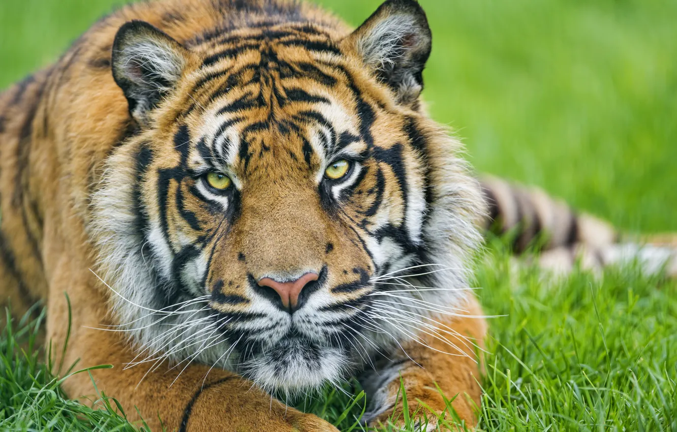 Photo wallpaper grass, look, face, tiger, ©Tambako The Jaguar, Sumatran