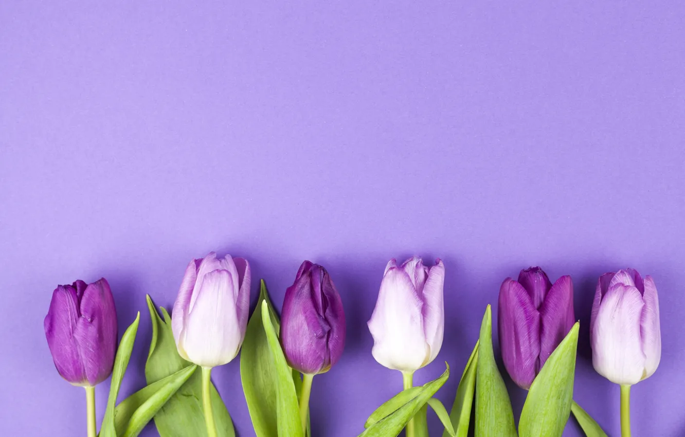 Photo wallpaper purple, flowers, tulips, flowers, beautiful, tulips, spring, purple