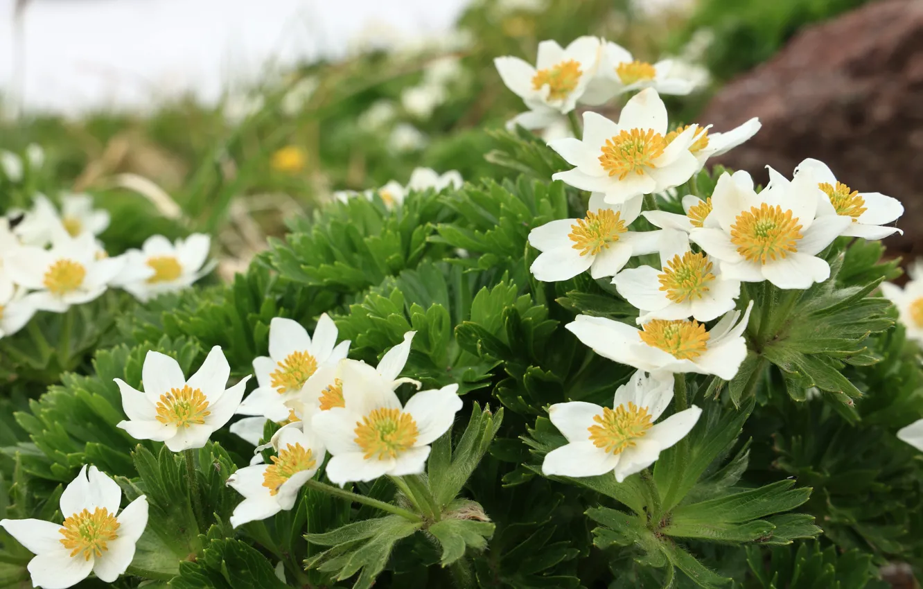 Photo wallpaper flowers, white, leaves, anemone, anemones, spring