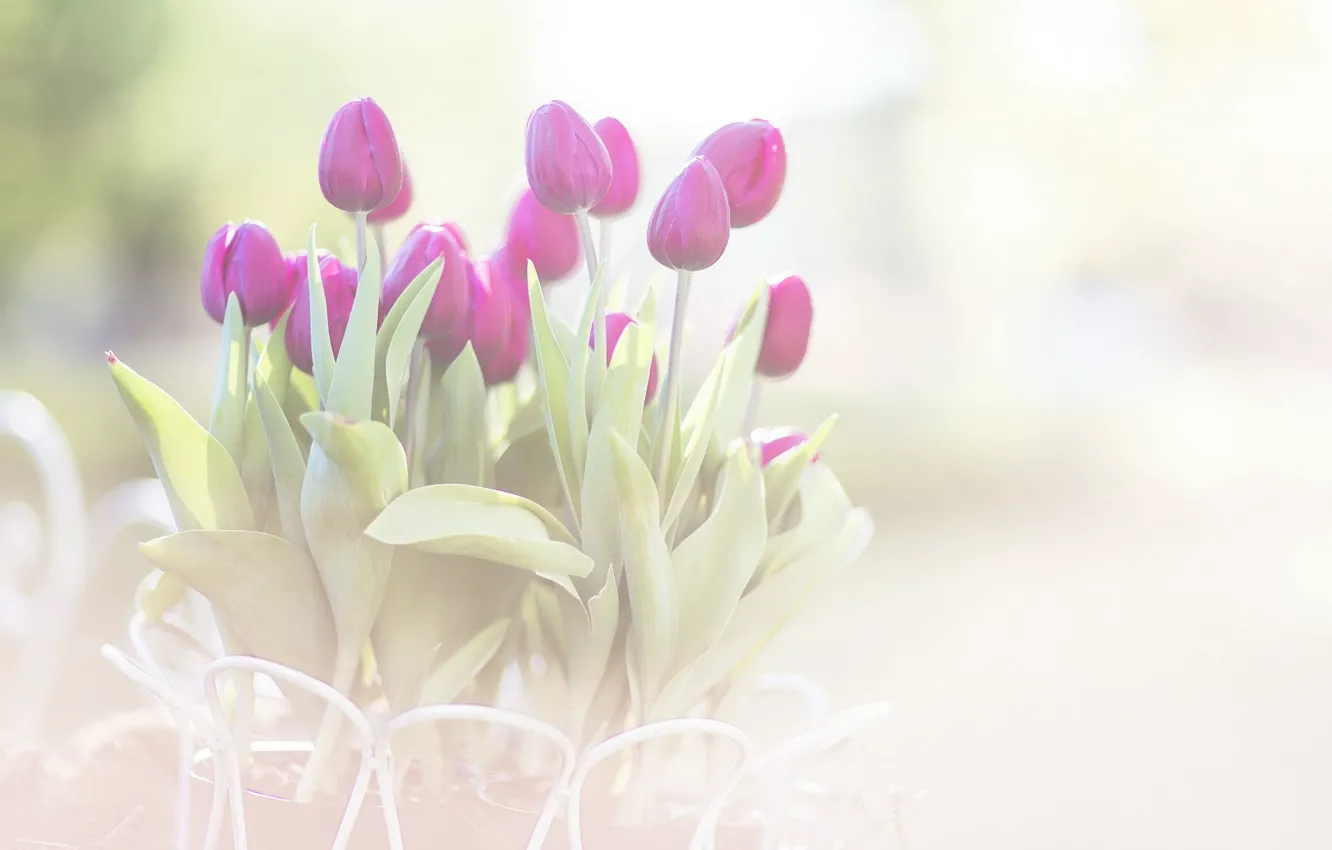 Photo wallpaper macro, flowers, tulips