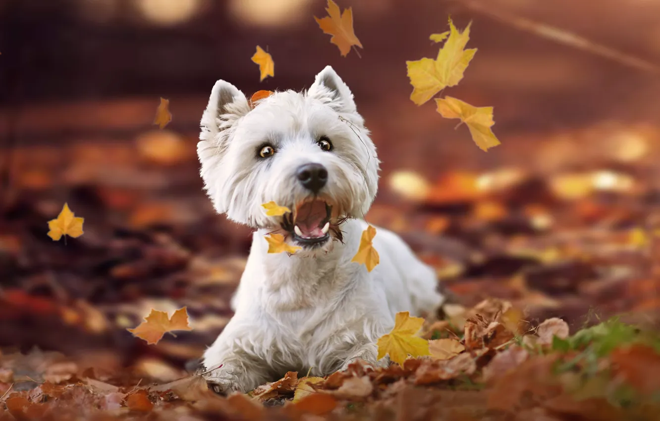 Photo wallpaper autumn, leaves, doggie, The West highland white Terrier