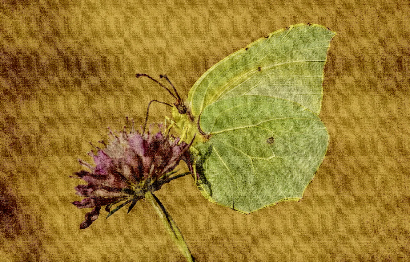 Photo wallpaper flowers, nature, style, background, butterfly