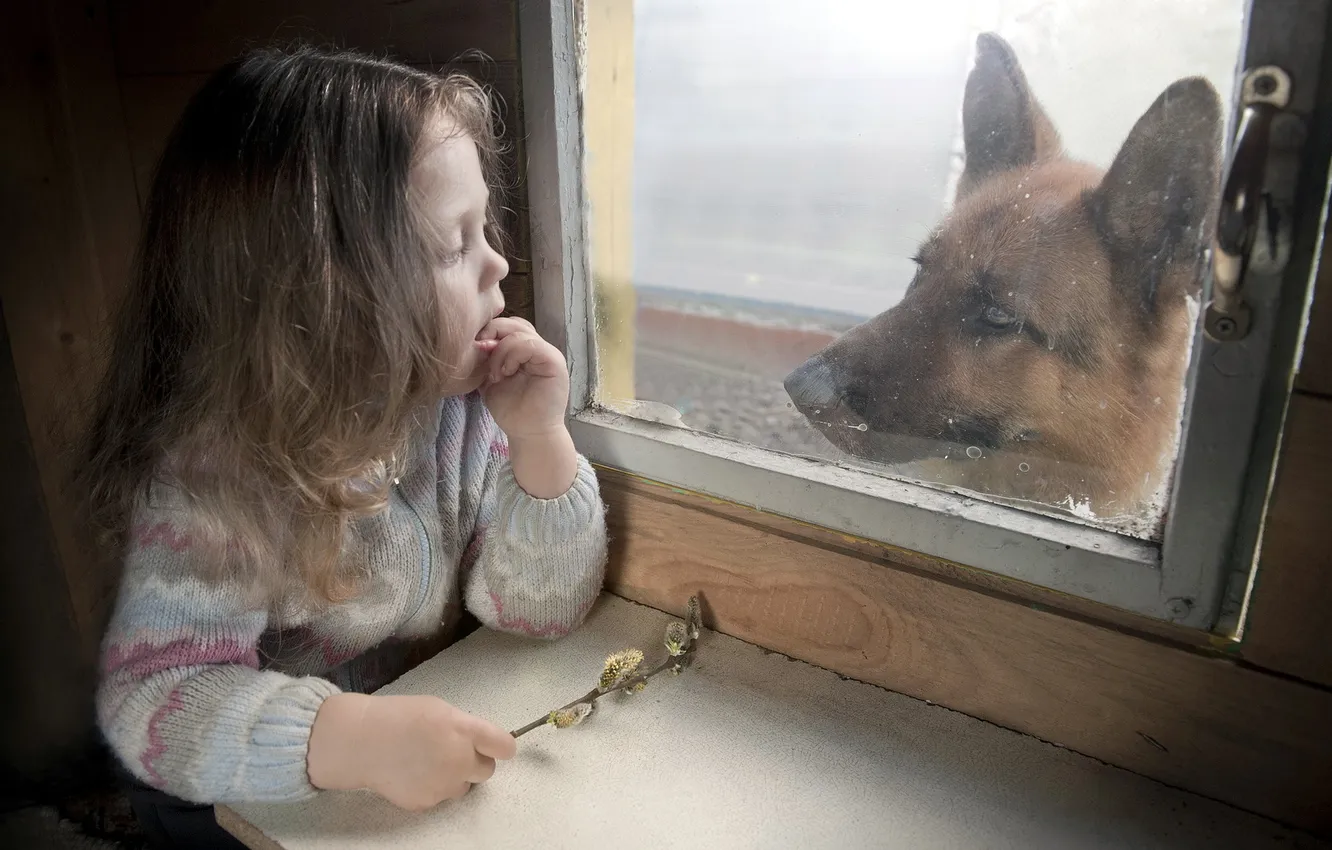 Photo wallpaper dog, window, girl