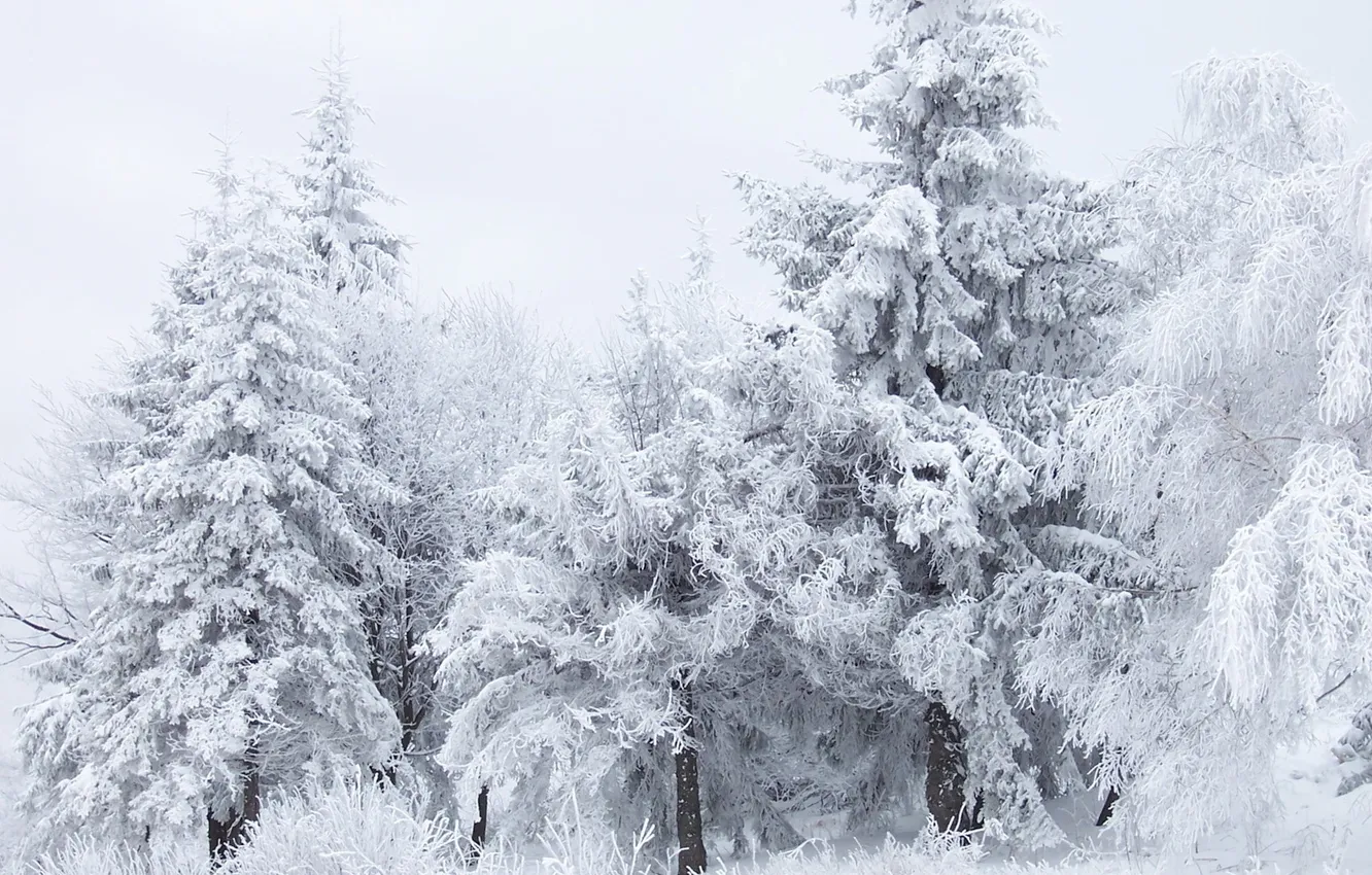 Photo wallpaper winter, frost, forest, snow, trees