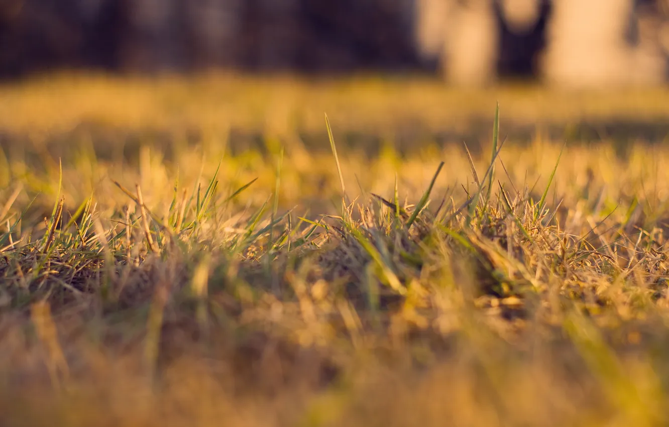 Photo wallpaper grass, macro, nature, photos, the Wallpapers