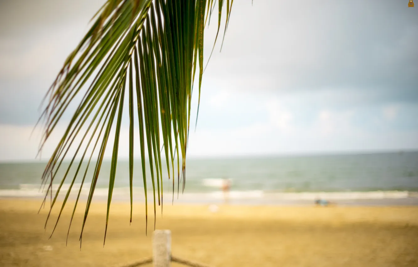 Photo wallpaper beach, summer, leaves