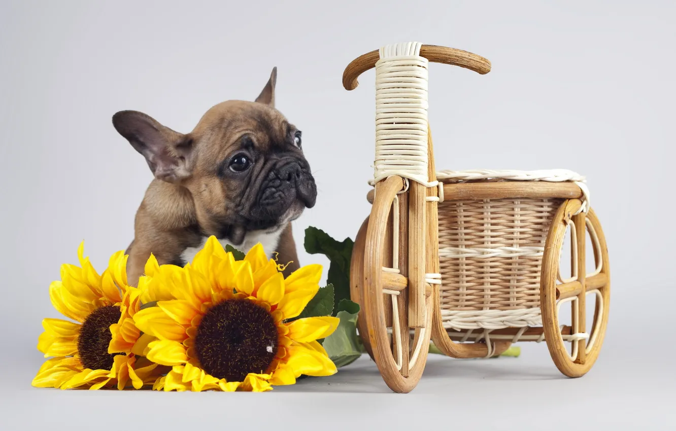 Photo wallpaper sunflowers, dog, puppy