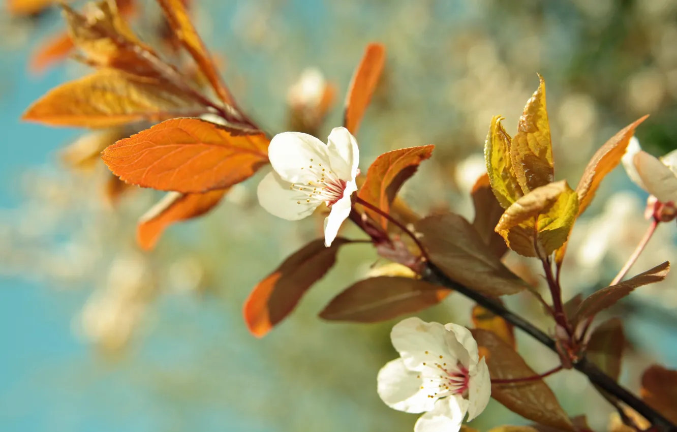 Photo wallpaper the sky, leaves, macro, flowers, branches, cherry, color, spring