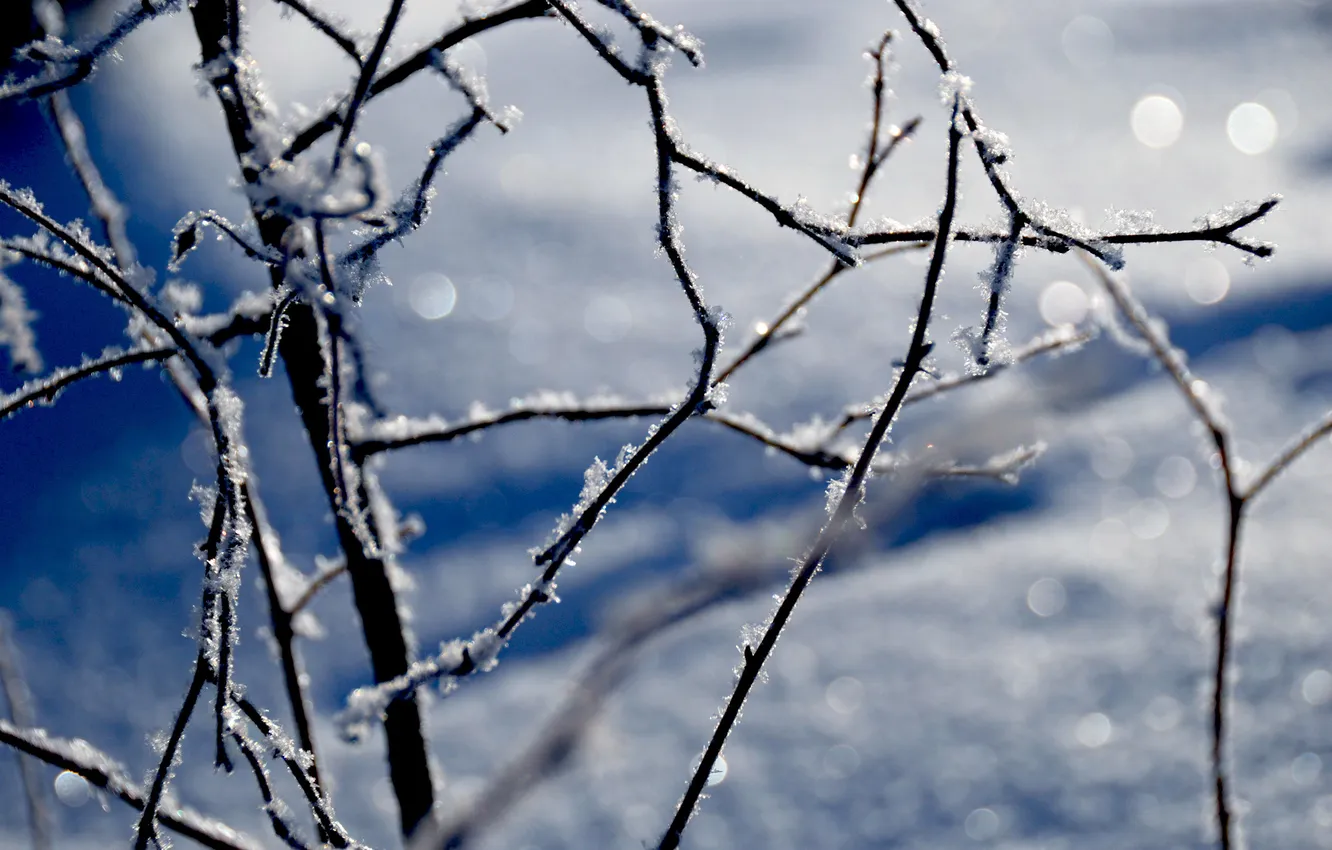 Photo wallpaper winter, frost, snow, snowflakes, branches, glare, frost, cold
