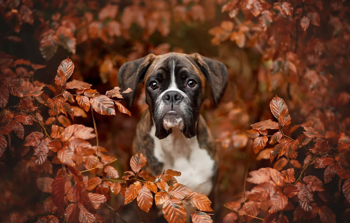 Photo wallpaper autumn, look, face, leaves, branches, portrait, dog, boxer