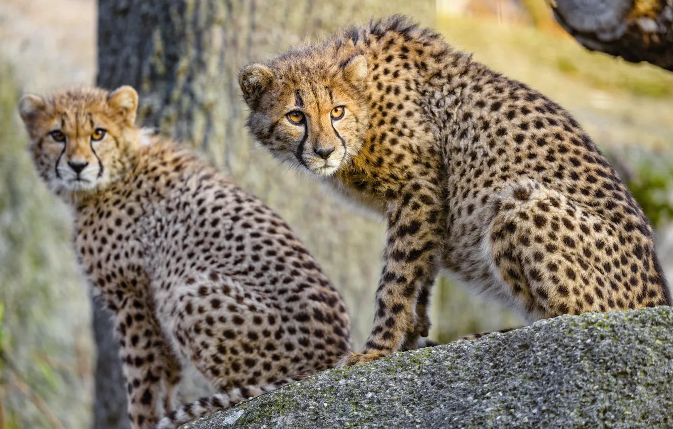 Photo wallpaper nature, Cheetah, sitting