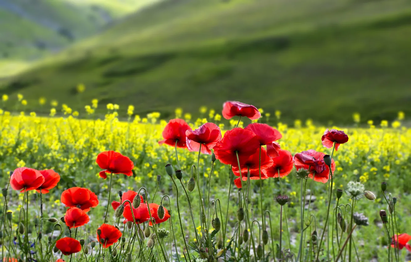 Photo wallpaper field, flowers, mountains, Maki, meadow