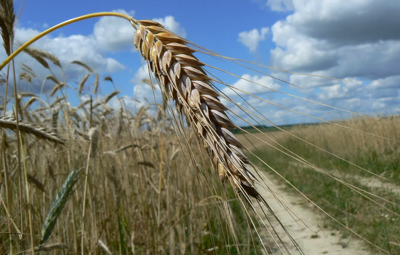 Photo wallpaper road, the sky, clouds, macro, rye, grain, ears, Belarus