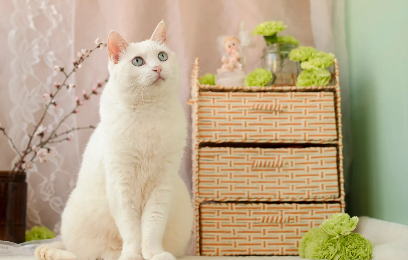 Photo wallpaper cat, white, cat, look, flowers, pose, room, face