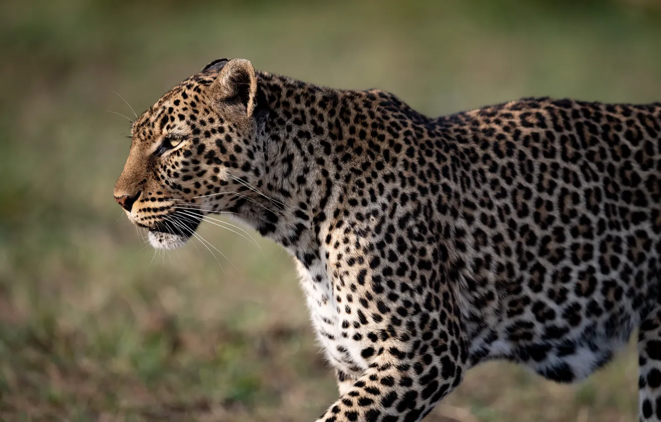 Photo wallpaper pose, leopard, walk
