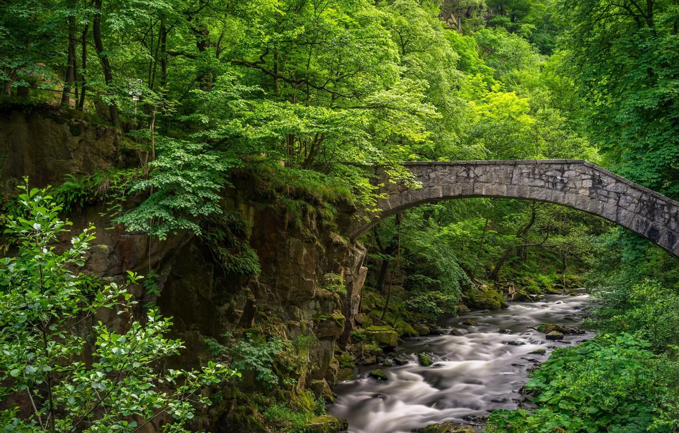 Photo wallpaper greens, forest, bridge, stream