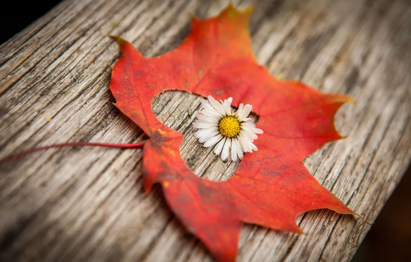 Photo wallpaper macro, flowers, background, Wallpaper, heart, blur, leaf, hearts