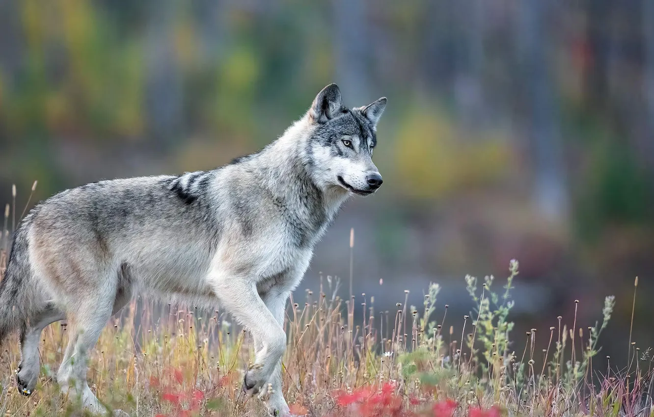 Photo wallpaper nature, Gray Wolf, face, animal, wolf, canis lupus, wildlife, head