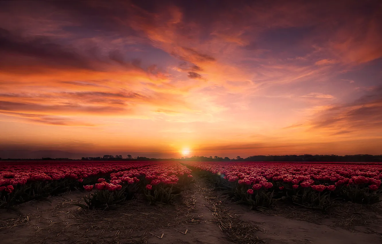 Photo wallpaper field, the sky, flowers, dawn