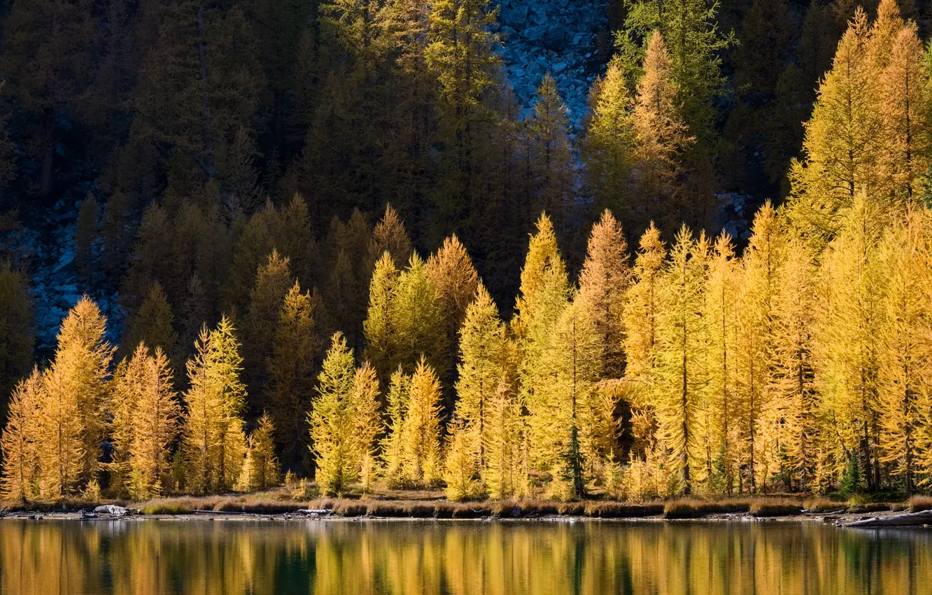 Photo wallpaper autumn, forest, larch