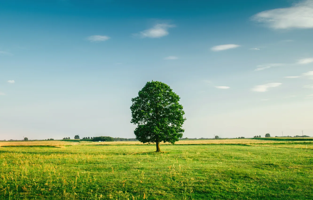 Photo wallpaper field, the sky, grass, clouds, trees, landscape, nature, horizon
