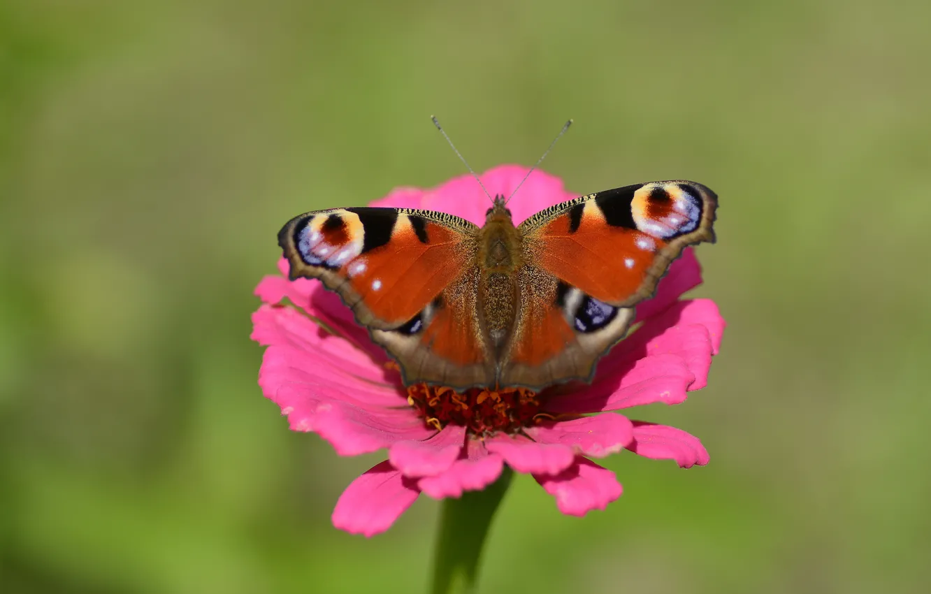 Photo wallpaper flower, nature, butterfly, peacock