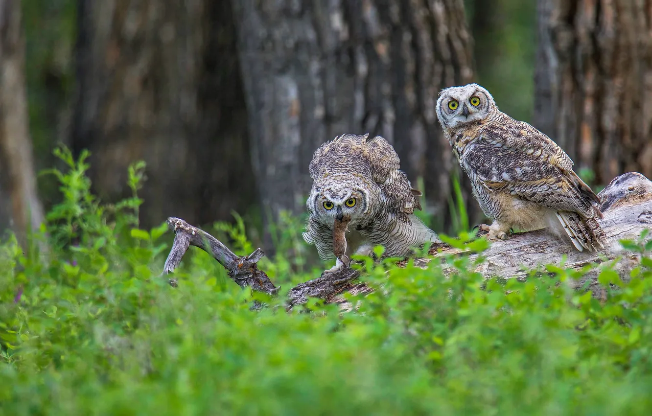 Photo wallpaper forest, look, trees, owl, bird, mouse, pair, log