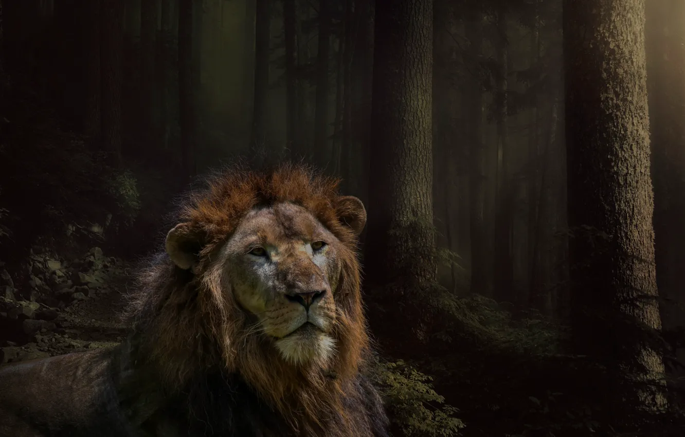 Photo wallpaper forest, look, face, light, trees, branches, fog, stones