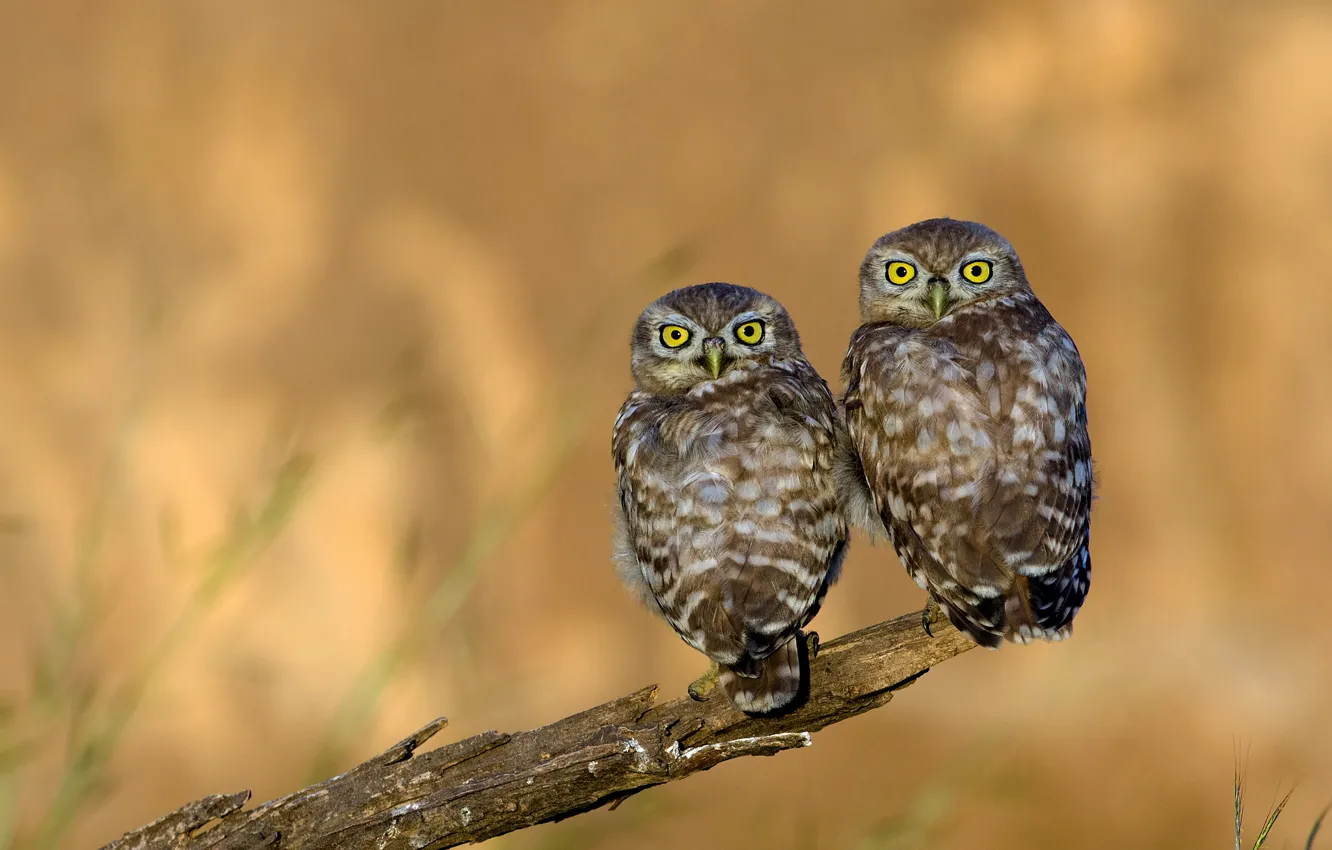 Photo wallpaper eyes, look, owl, feathers, beak, owl