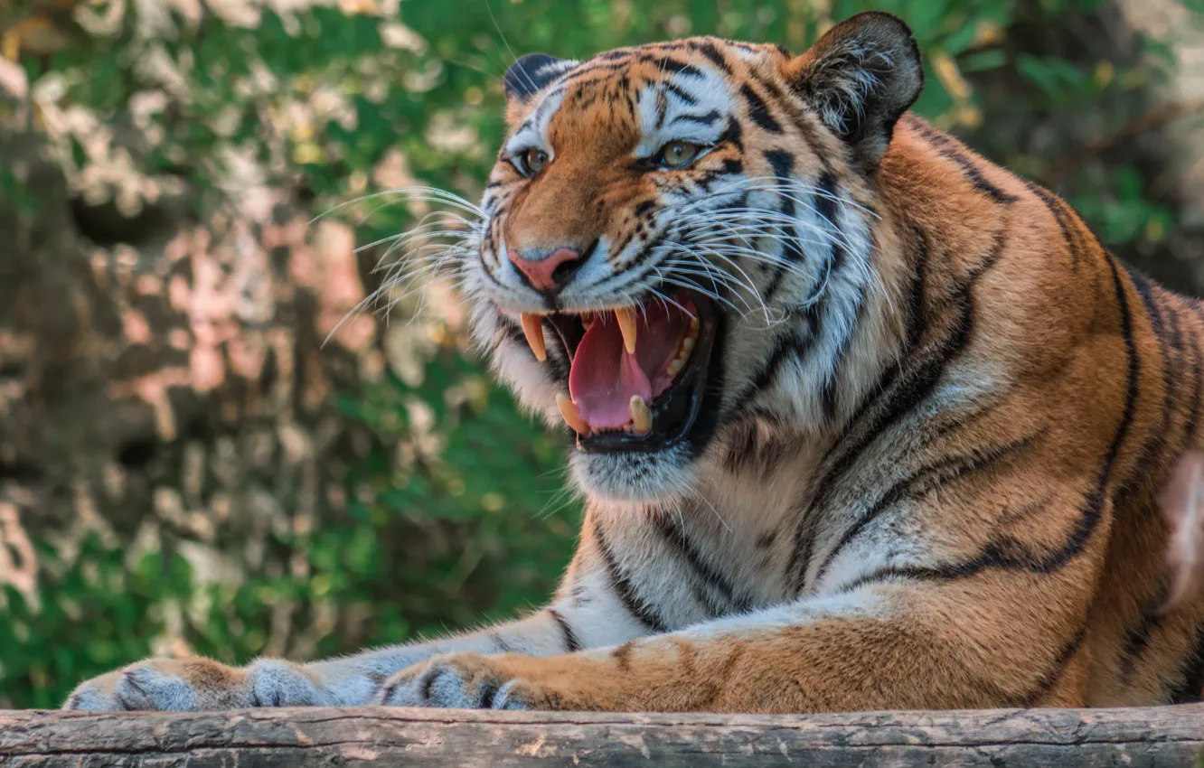 Photo wallpaper mustache, face, tiger, predator, fangs, grin, big cat