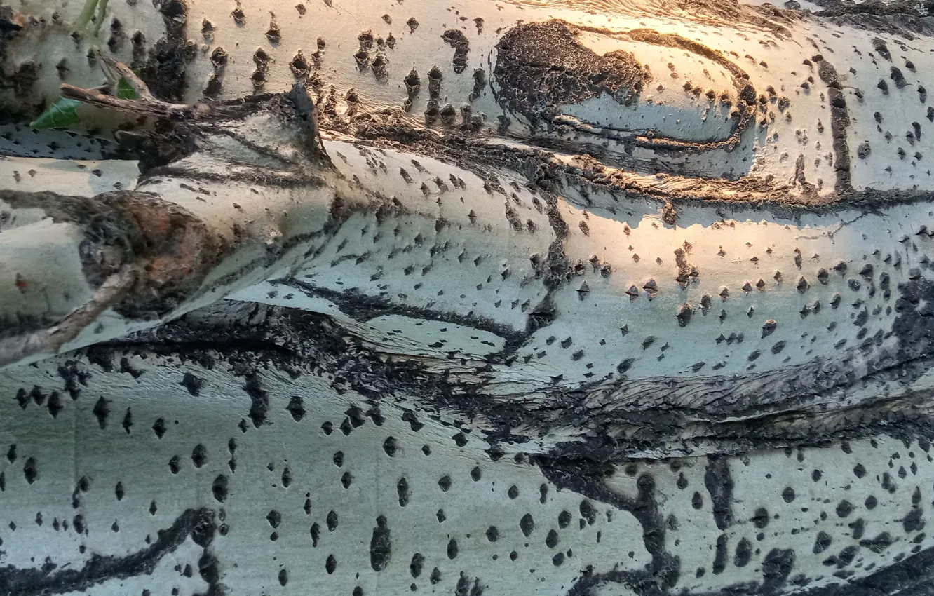 Photo wallpaper poplar, tree bark, wood texture