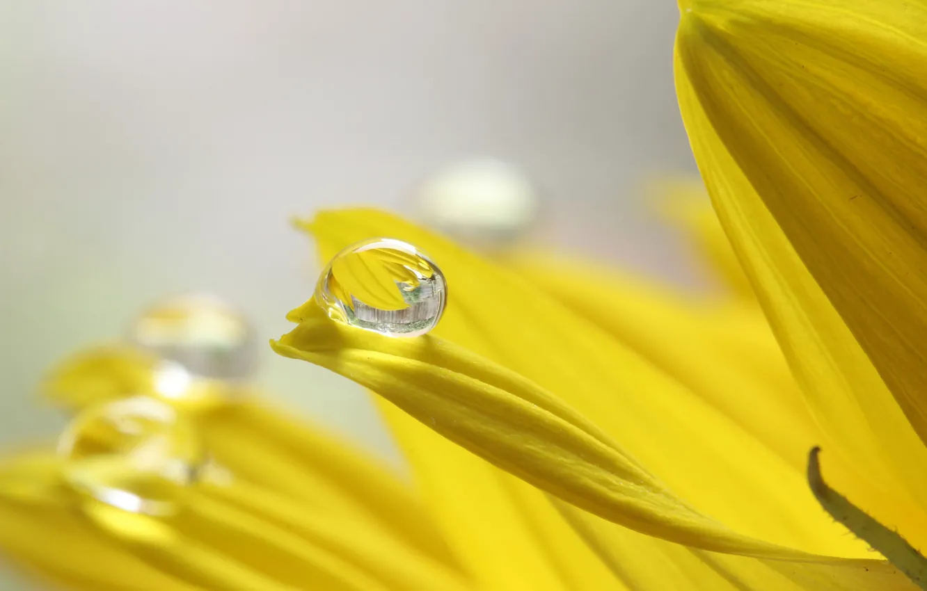 Photo wallpaper flower, drop, petals